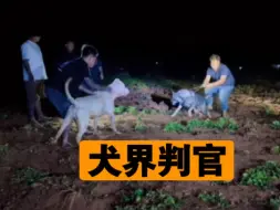 Download Video: 打不过昆明犬的就别进斗栏了。