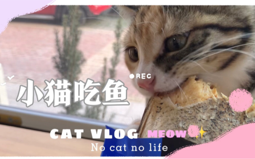 【原声无bgm】猫吃鱼简直太治愈了,就差抱着啃了…哔哩哔哩bilibili