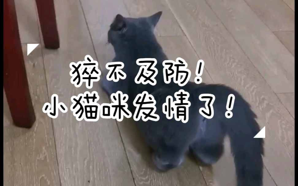 猝不及防!小猫咪发情全过程~哔哩哔哩bilibili