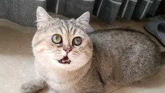 保守治疗斗牛犬角膜穿孔 又省下了一大笔费用 角膜穿孔保守治疗会康复吗 哔哩哔哩 Bilibili