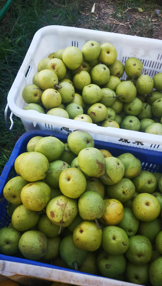 昆明市呈贡区万溪冲社区的宝珠梨_哔哩哔哩_bilibili