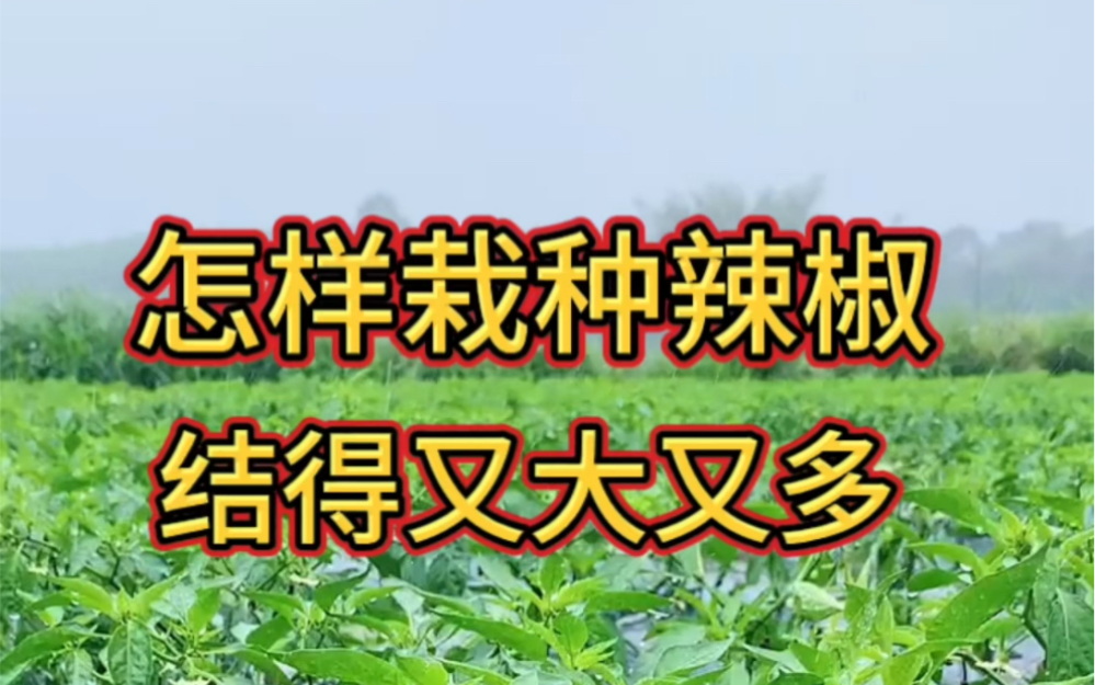 怎样种植辣椒才能结得又大又多哔哩哔哩bilibili