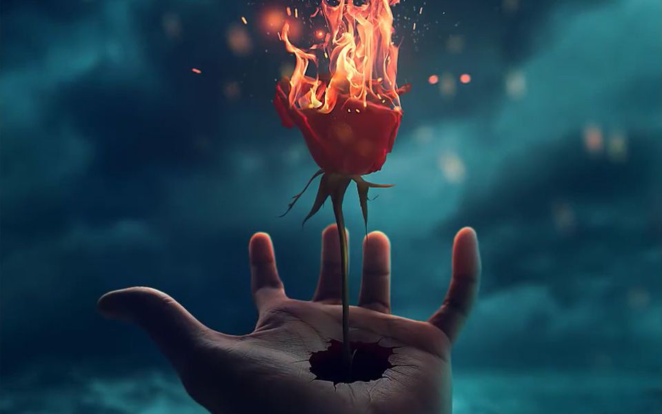 一朵燃烧的玫瑰寓意图片