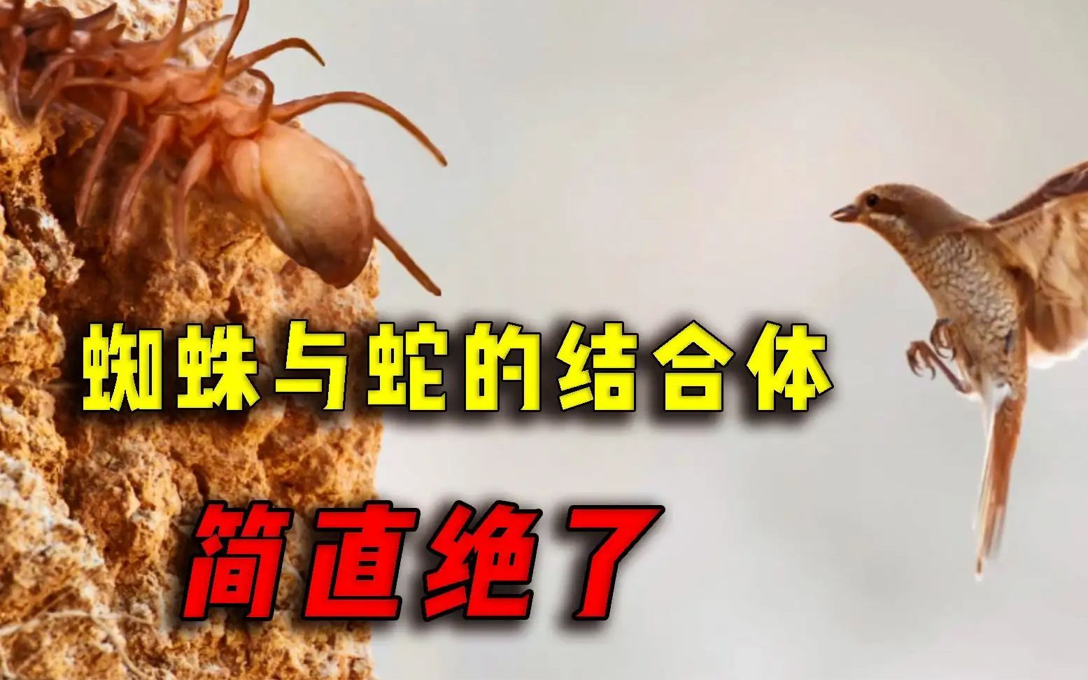 蛛尾拟角蝰如果在森林看到这种蜘蛛赶紧跑