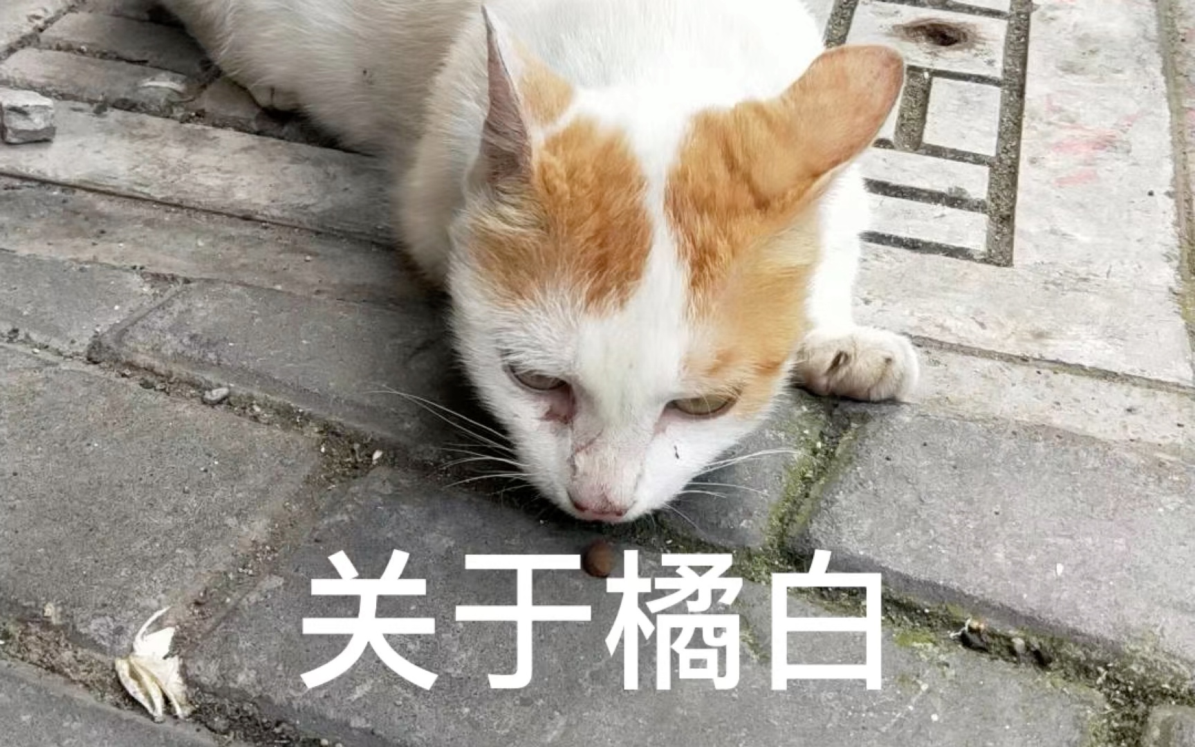 关于死胖子橘白