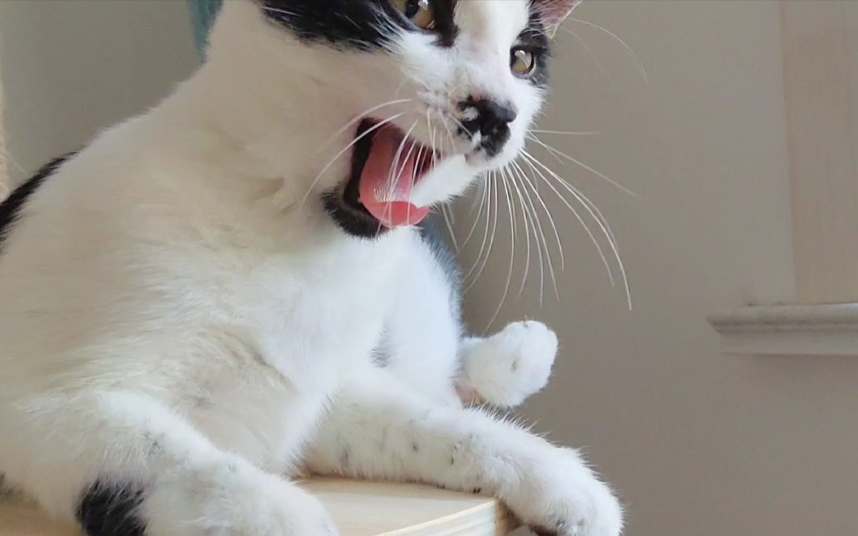 谁家八嘎猫叫声这么娇啊