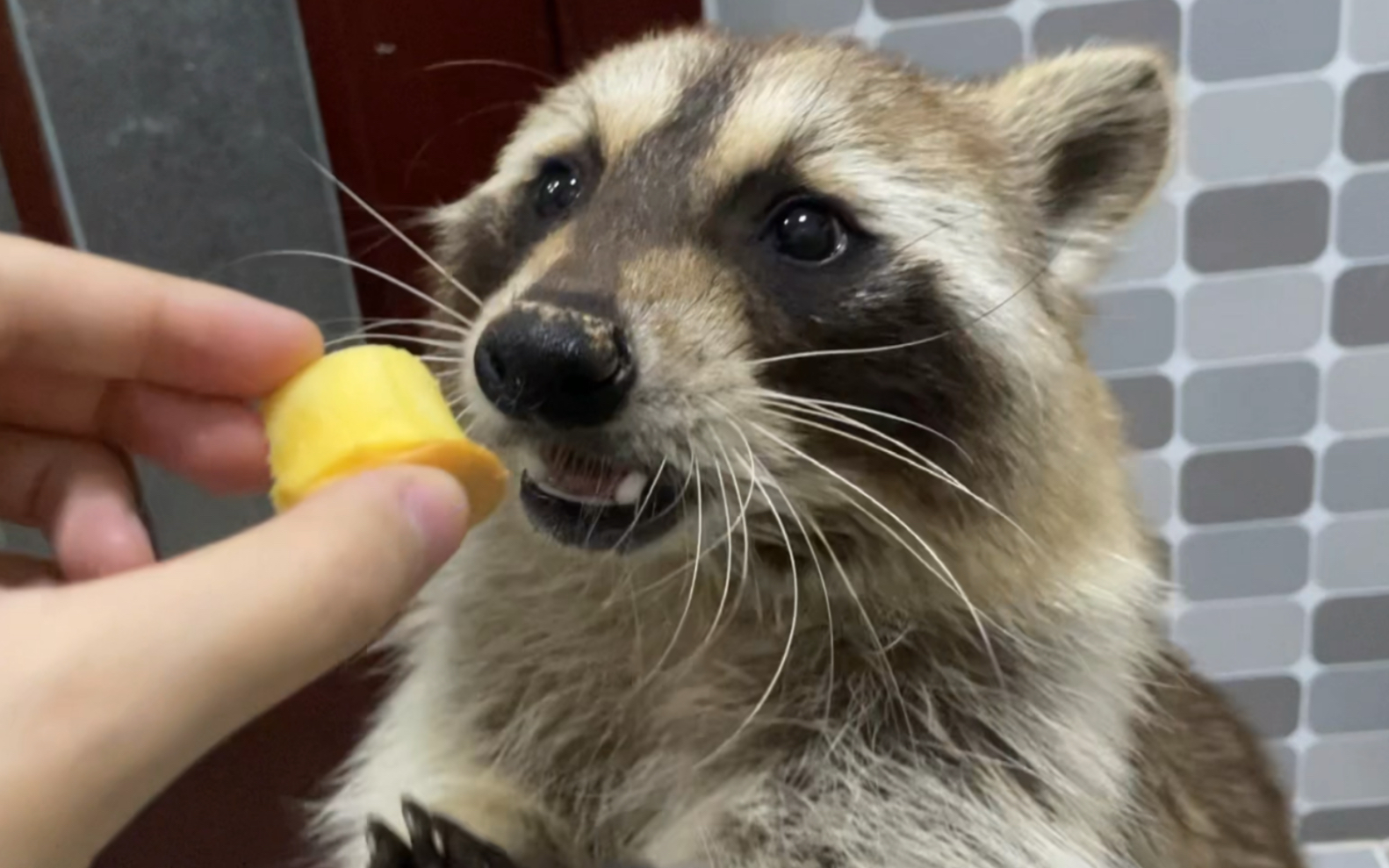 小浣熊吃蛋糕糕~吧唧吧唧一口一个