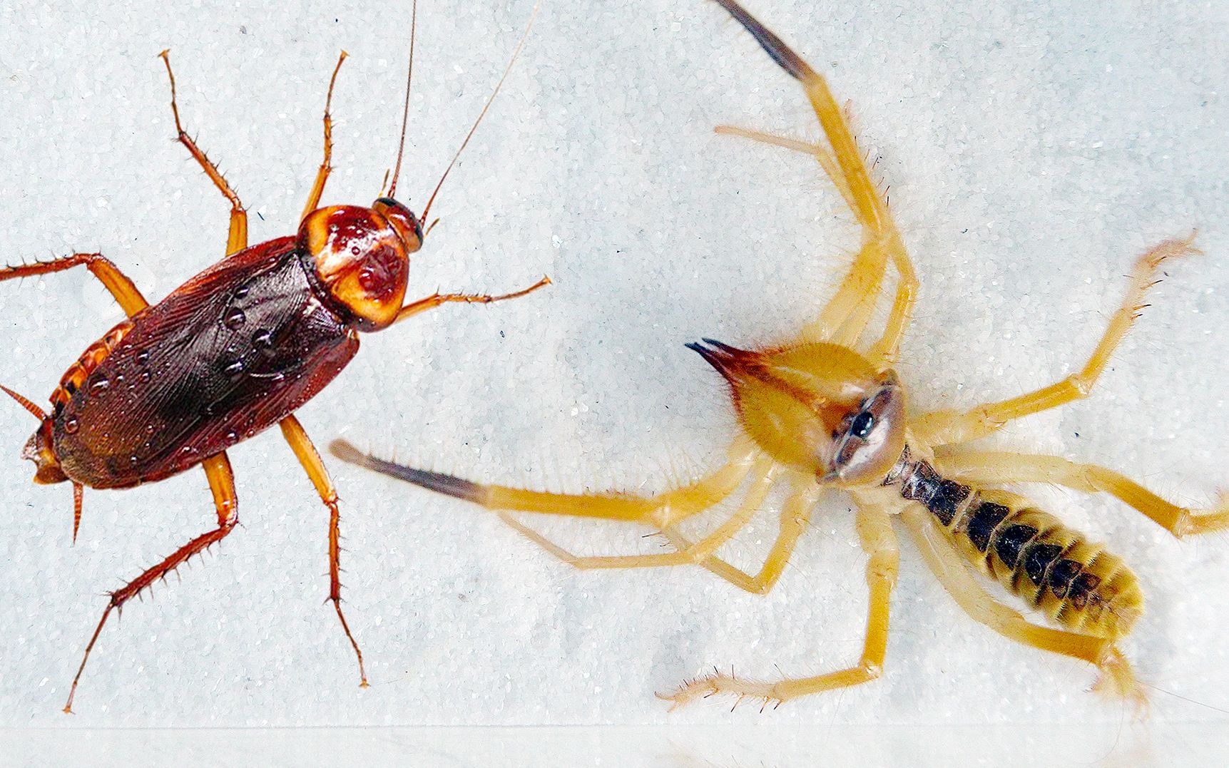 当沙漠避日蛛遇到大蟑螂结果会怎样