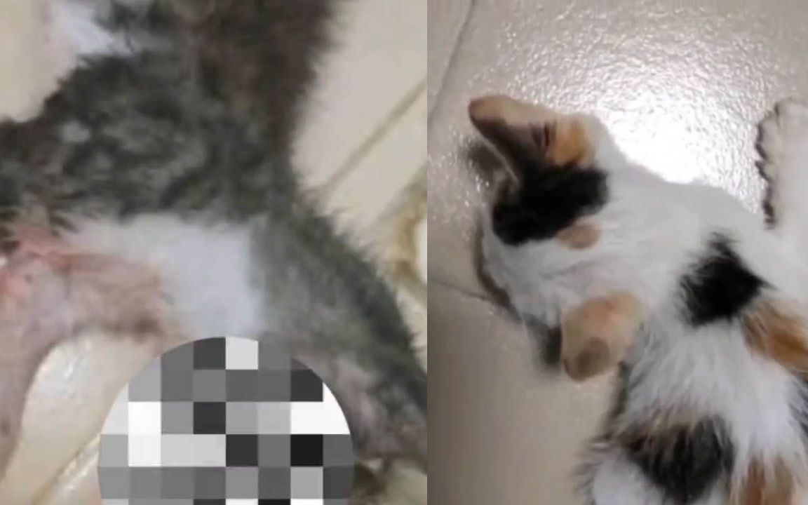 [图]不给裸照就虐猫！男子领养猫后向原主人勒索未果，竟然残忍虐杀