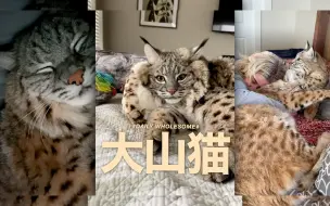 Video herunterladen: 走进把猞猁拐回家的北美人家