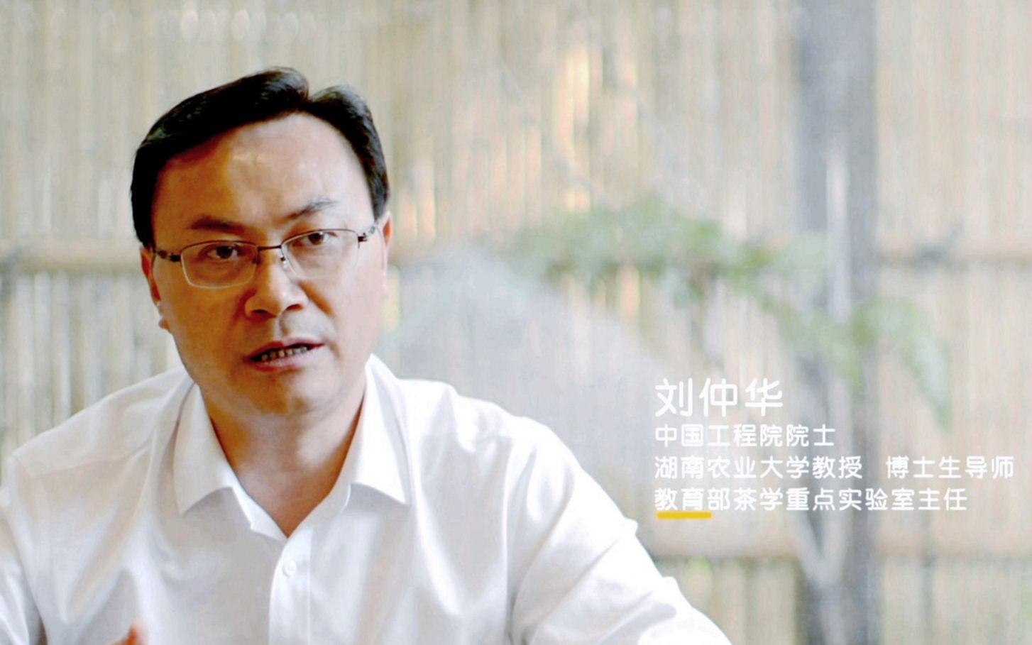 【国际茶日】茶的能量有多大?