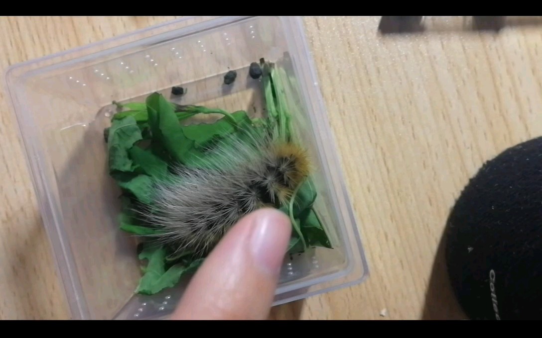 养一只毛毛虫做宠物