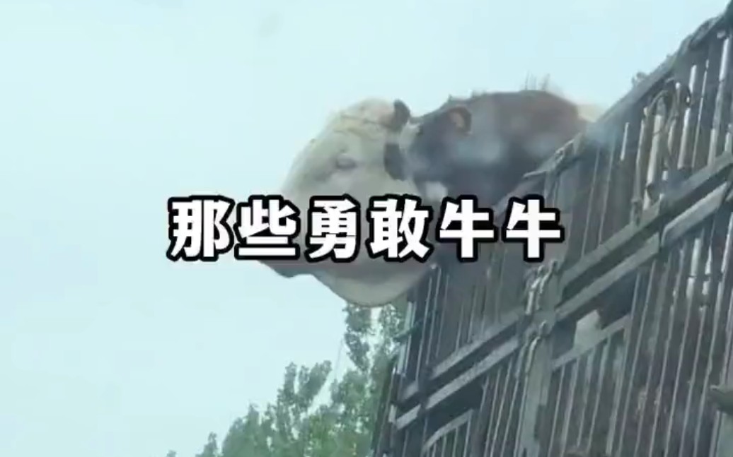 勇敢牛牛,不怕困难