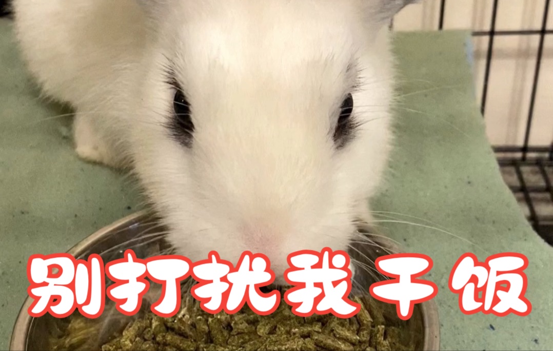 别打扰我干饭啦