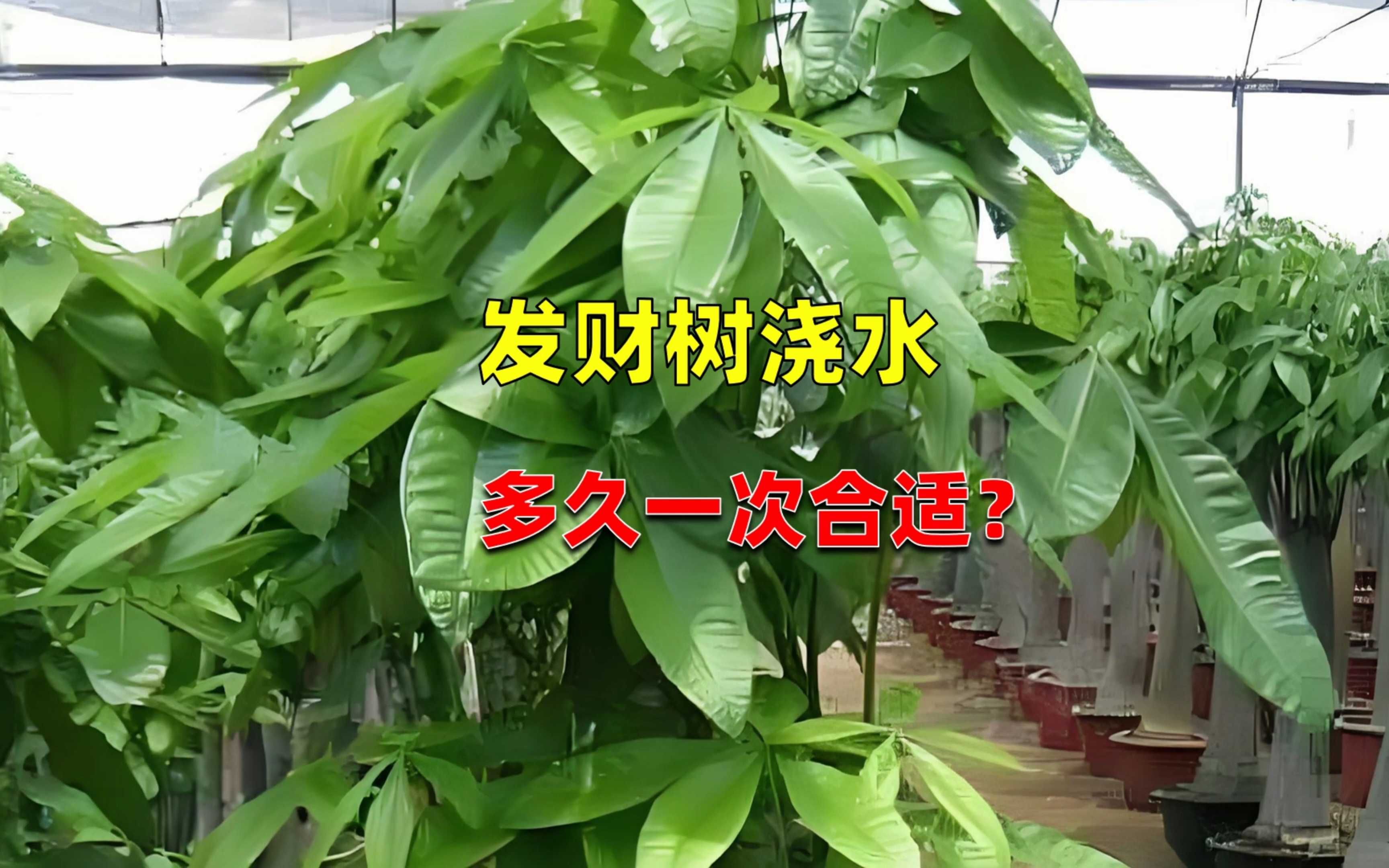 【绿植养护秘籍】发财树浇水全攻略:如何让财气满满?