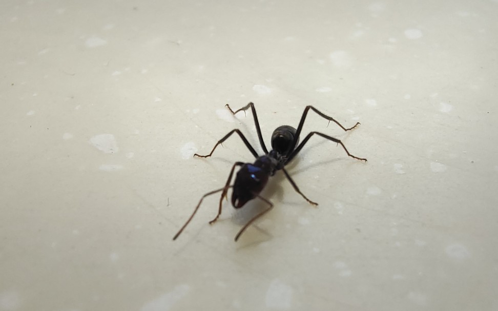 关于我把紫彩当切叶蚁养的这件事