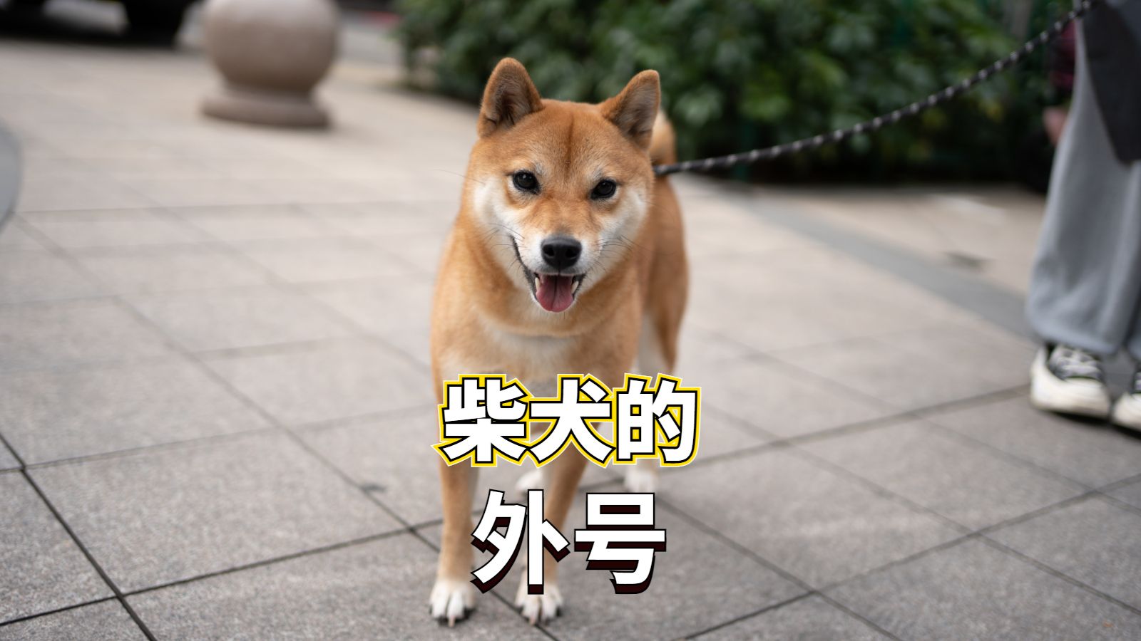 柴犬有哪些外号,你知道吗?哔哩哔哩bilibili