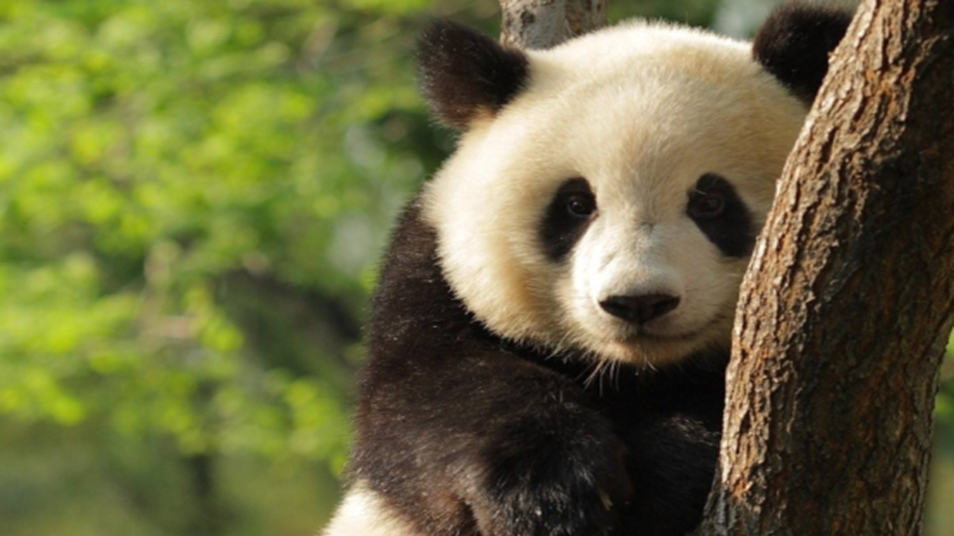 熊猫太嚣张,竟成了动物园小霸王,碰到女饲养员就求抱抱!