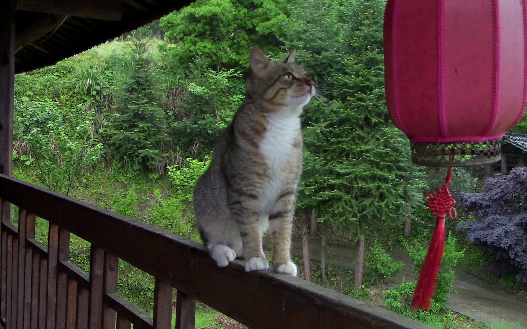 [图]山里又下大雨了，猫和狗子们也爱看下雨，看雨时陶醉的样子盟化了