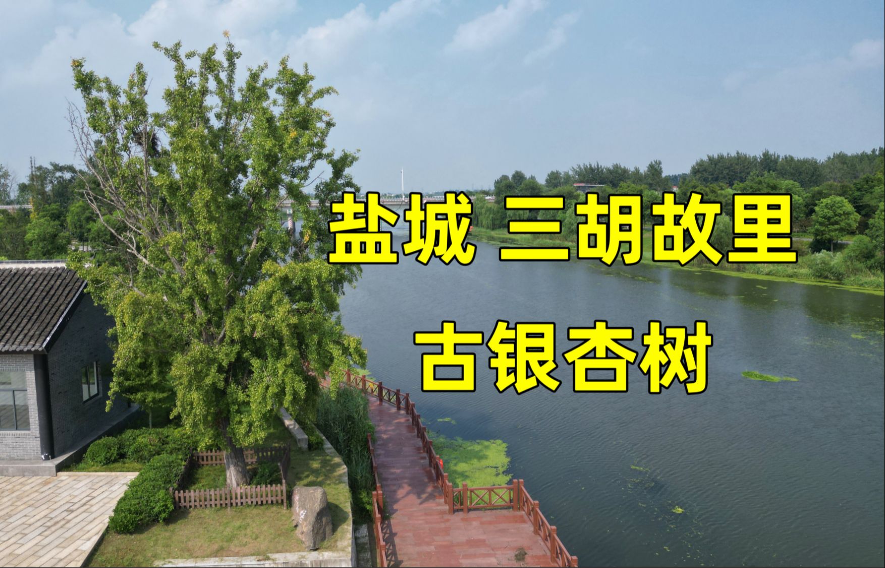 盐城盐都三胡故里古银杏树,见证了胡乔木奋斗与求索的人生历程哔哩哔哩bilibili