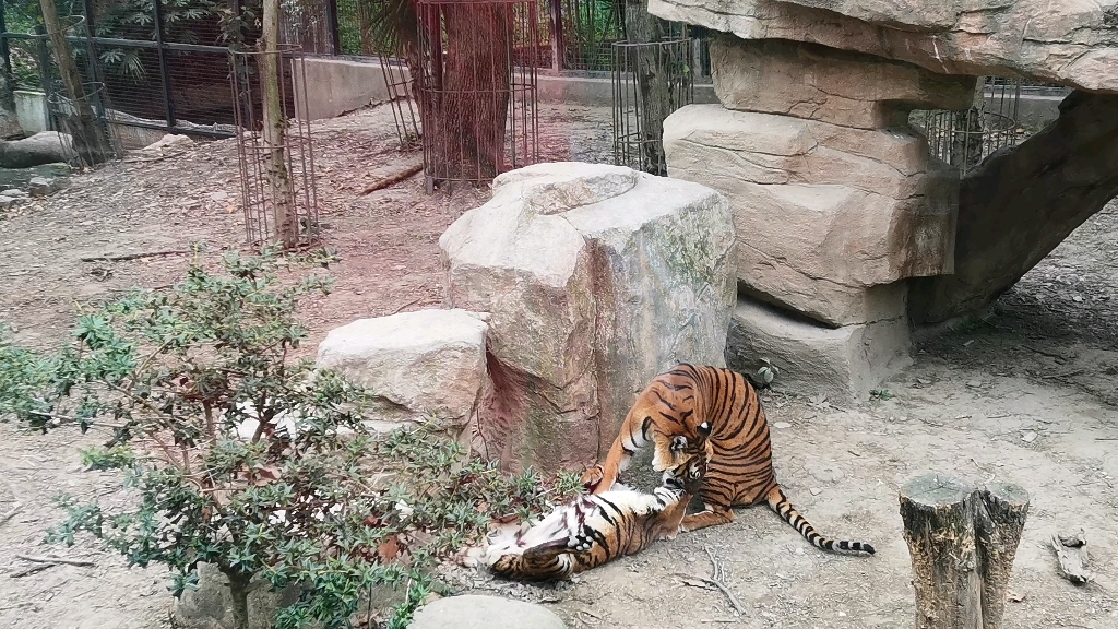 上海動物園-老虎嬉戲_嗶哩嗶哩_bilibili