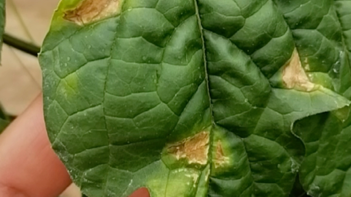 苦瓜炭疽病,褐斑病,霜霉病混发!