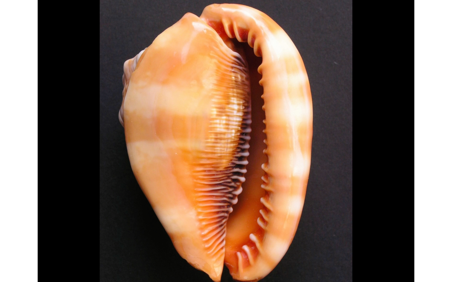 shellfish in coral reefs - jliaacea reports