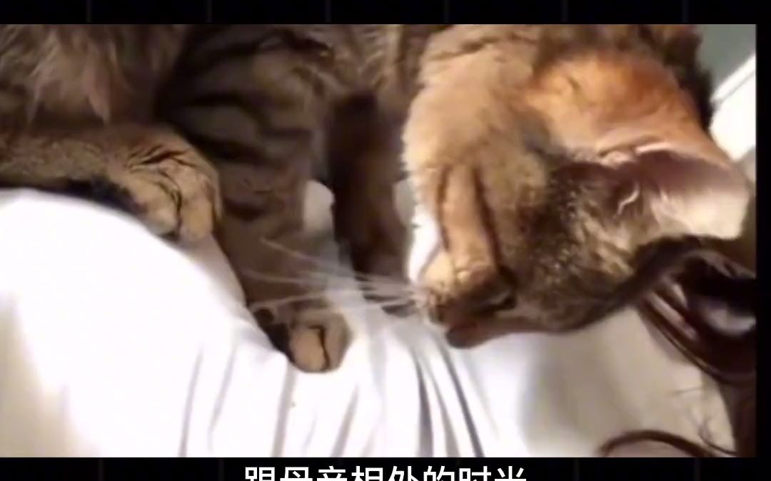 猫咪为什么会出现踩奶行为?#猫咪 #踩奶 #宠物冷知识 #科普哔哩哔哩bilibili