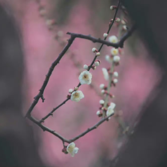 夜雨秋燈話鬼狐 郭德綱