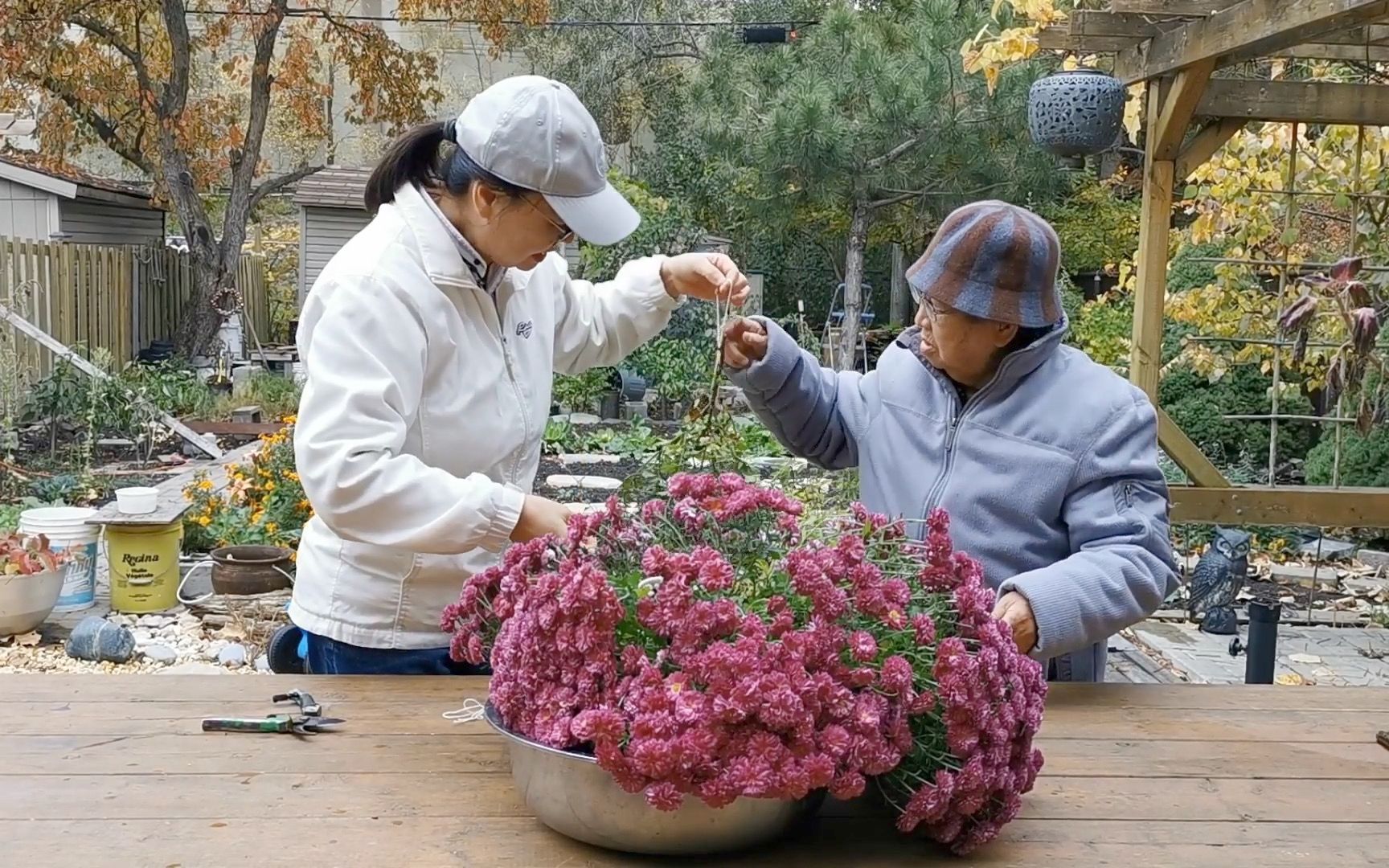 让美丽的菊花长期绽放 自制干花哔哩哔哩bilibili