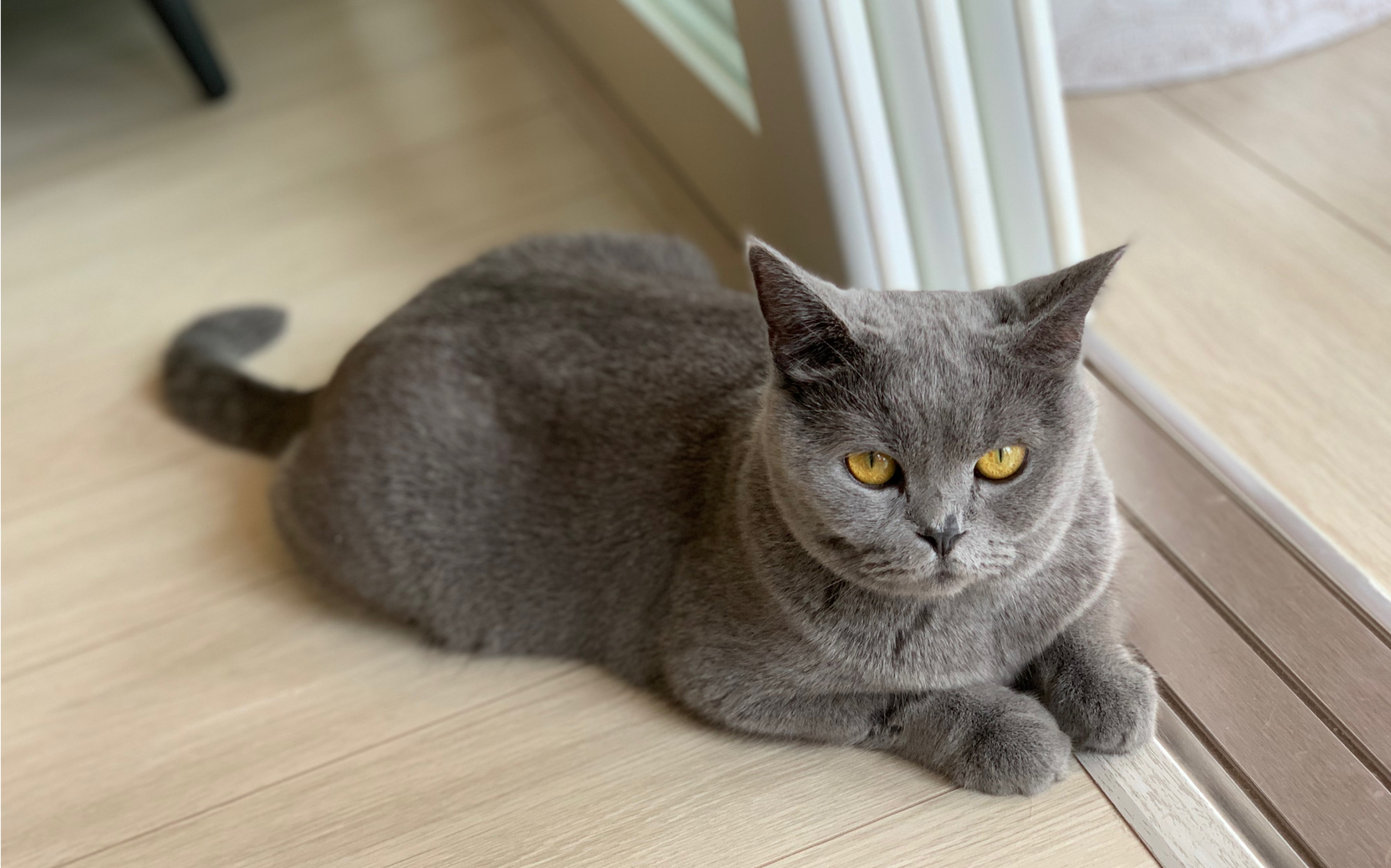 布朗大猫咪 | 我给大家表演一个跳楼失败_哔哩哔哩 (゜-゜)つロ 干杯