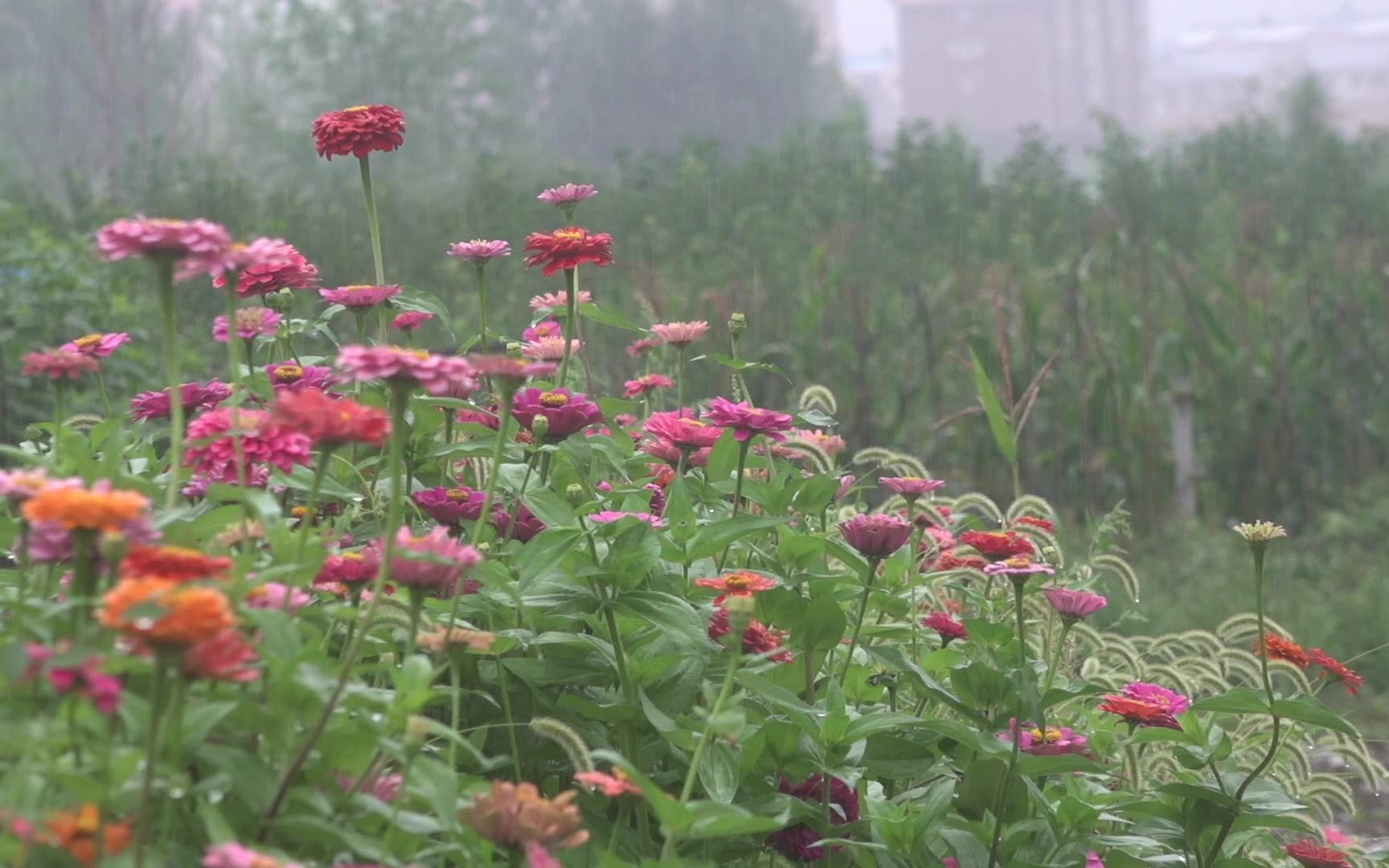 [图]菜园围栏，最后还是决定播种了百日草花卉，路过的人都说花很漂亮