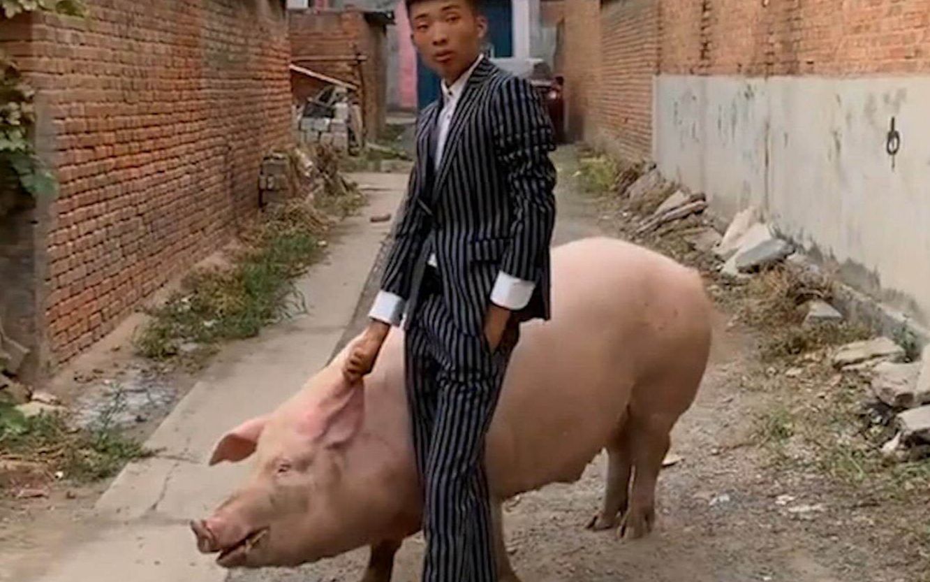 活动作品对骑猪的男孩毫无抵抗力