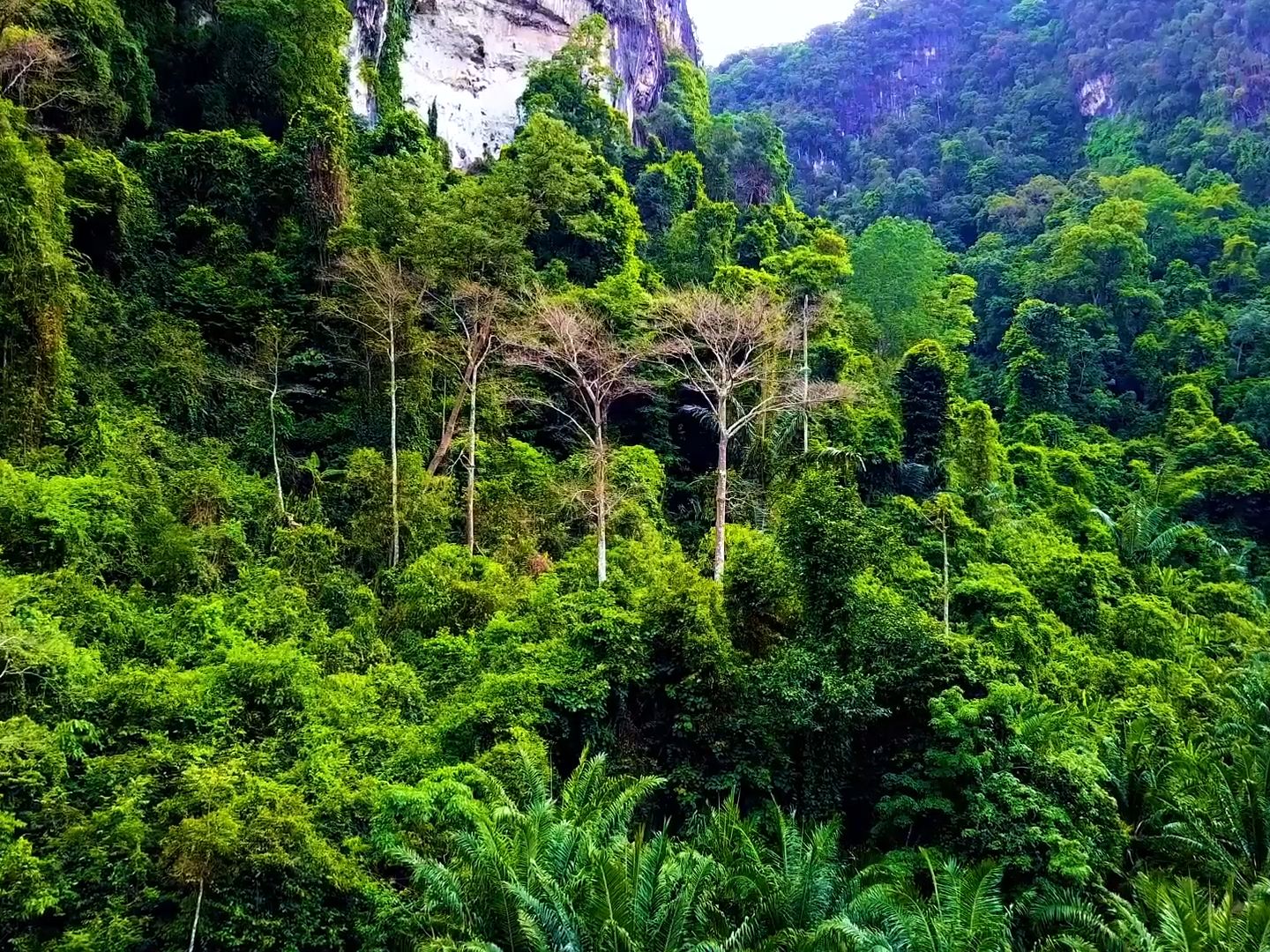 [图]古琴禅音 | 空山寂寂 | 合集 | 空山寂寂，霧靄茫茫，秋草芊芊，花落成殤 | 古琴，洞箫，琵琶 | 巫娜、侯长青、曹杨 | 助您放松、入睡和冥想