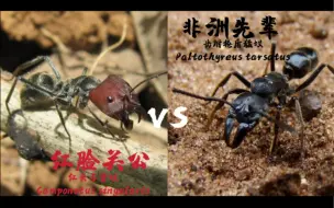 Video herunterladen: 【大而无当】红头弓背蚁vs齿跗枪盾猛蚁