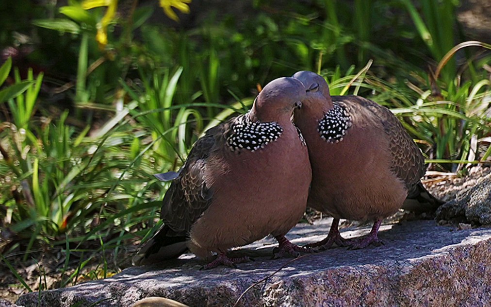 珠颈斑鸠求爱,公的穷追不舍,母的欲擒故纵,突然剧情大反转……_哔哩