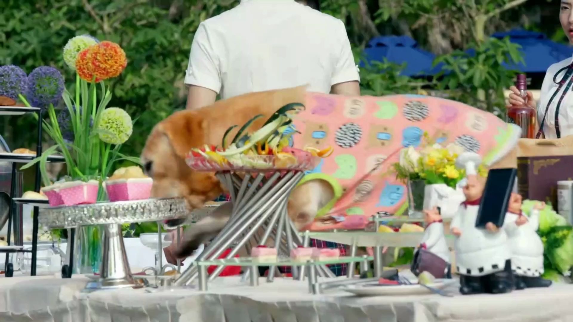 [图]【倒放】神 犬 小 七 拯 救 冷 餐 会