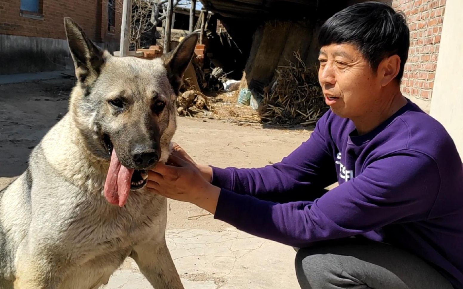 东北特有的一个大型犬犬种,老品种狼毛青,看家护院没的说