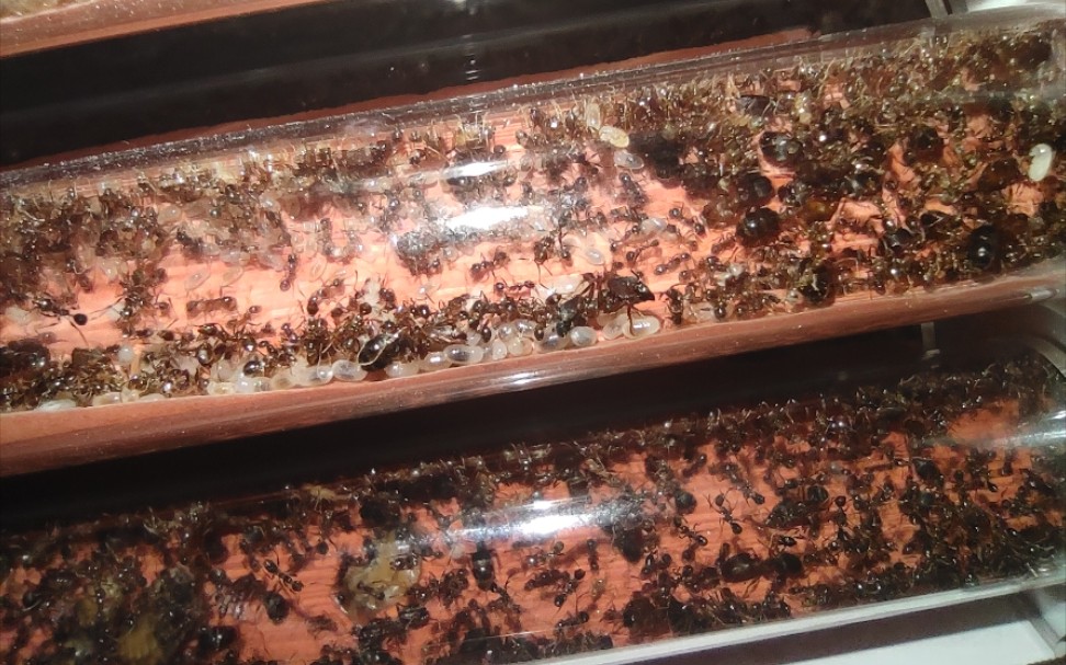 记录一下伊大头蚁