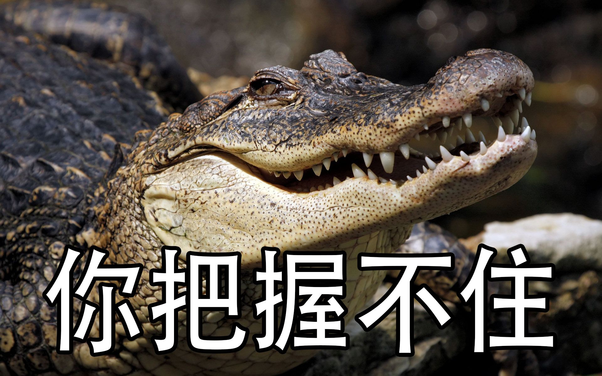 模组生存极限试验——鳄鱼哥才是爷