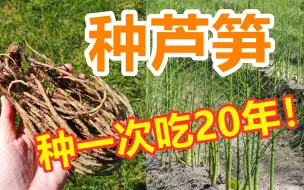 种紫色芦笋, 甜脆口感好, 含花青素, 低纤维, 种一次可以吃20年