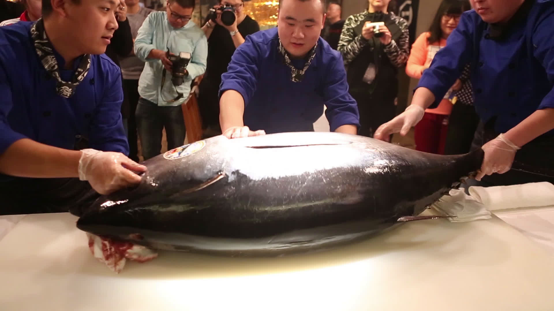 日本蓝鳍金枪鱼开鱼仪式