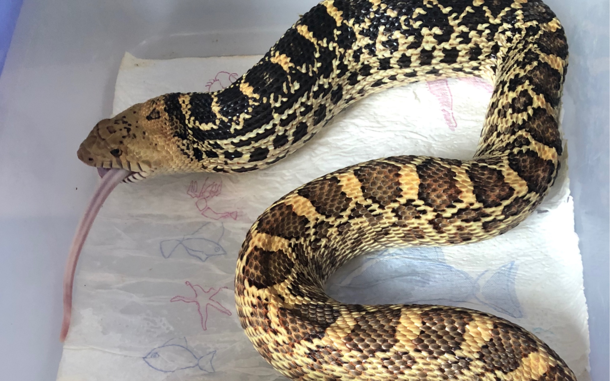 原色大母牛蛇吃大白都是塞牙缝