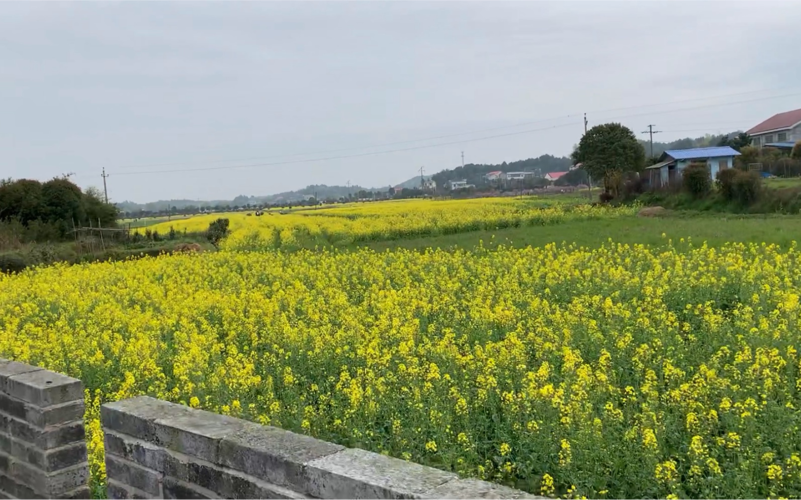 长沙郊区看油菜花