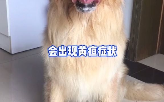 狗狗肝脏不好都有哪些表现?哔哩哔哩bilibili