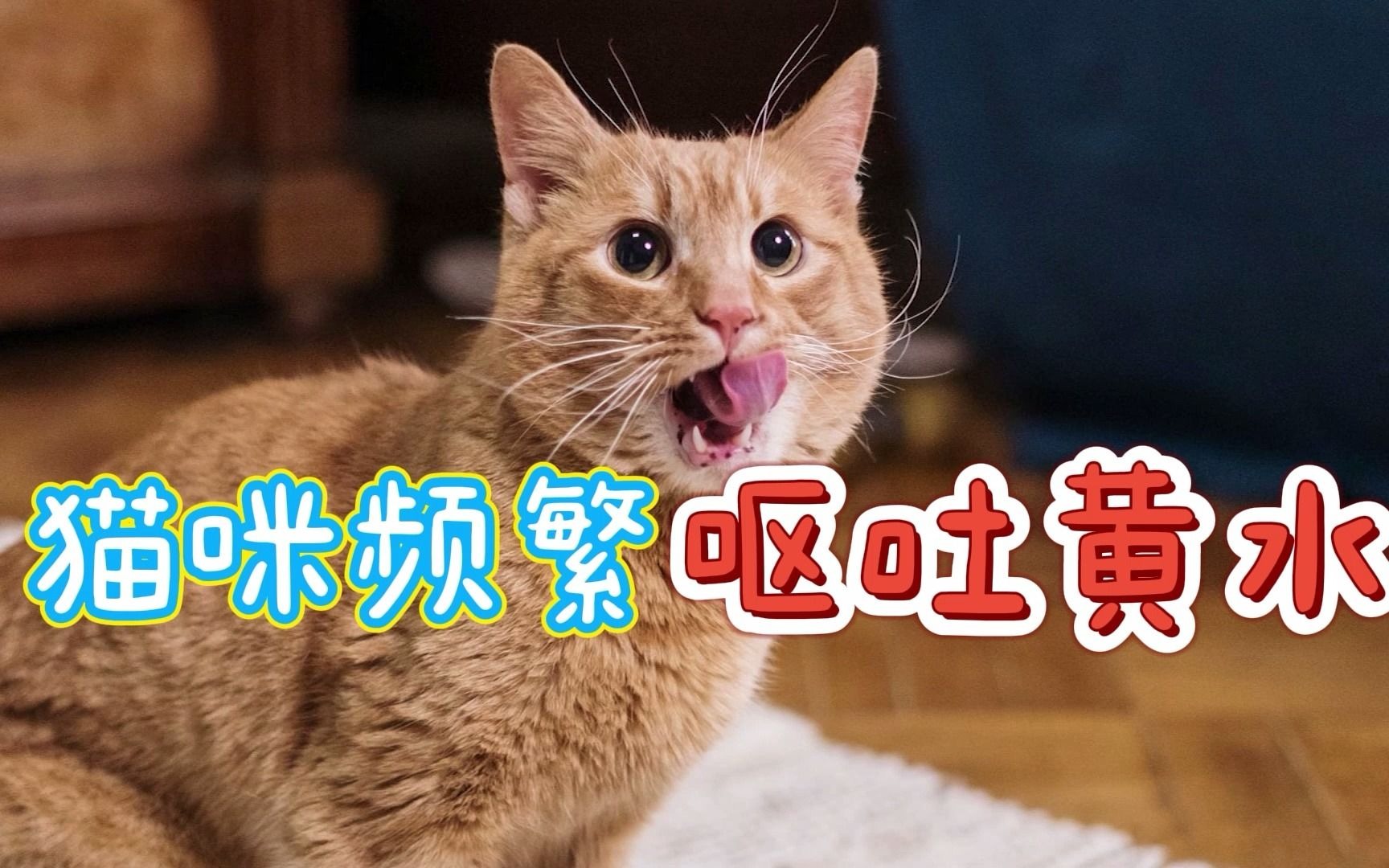 猫咪频繁呕吐黄水哔哩哔哩bilibili