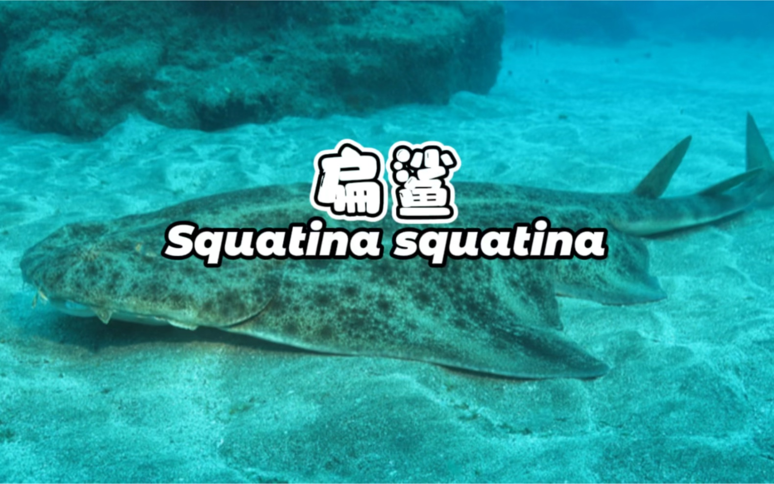 天使鲨,扁鲨.Angel shark Squatina squatina #华哥说海鲜哔哩哔哩bilibili