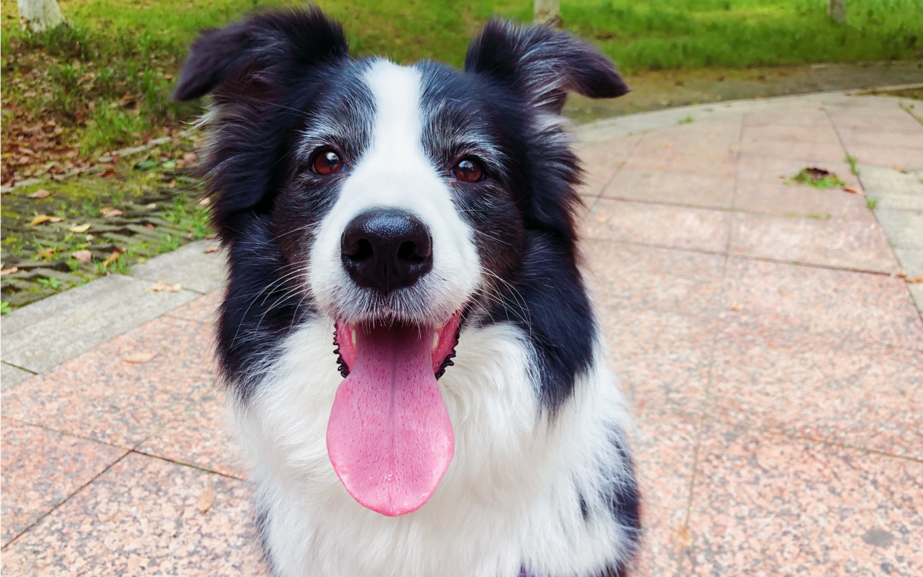 【边牧小七】vj小狗上线 | 第一视角骑狗 | 是头晕目眩的感觉