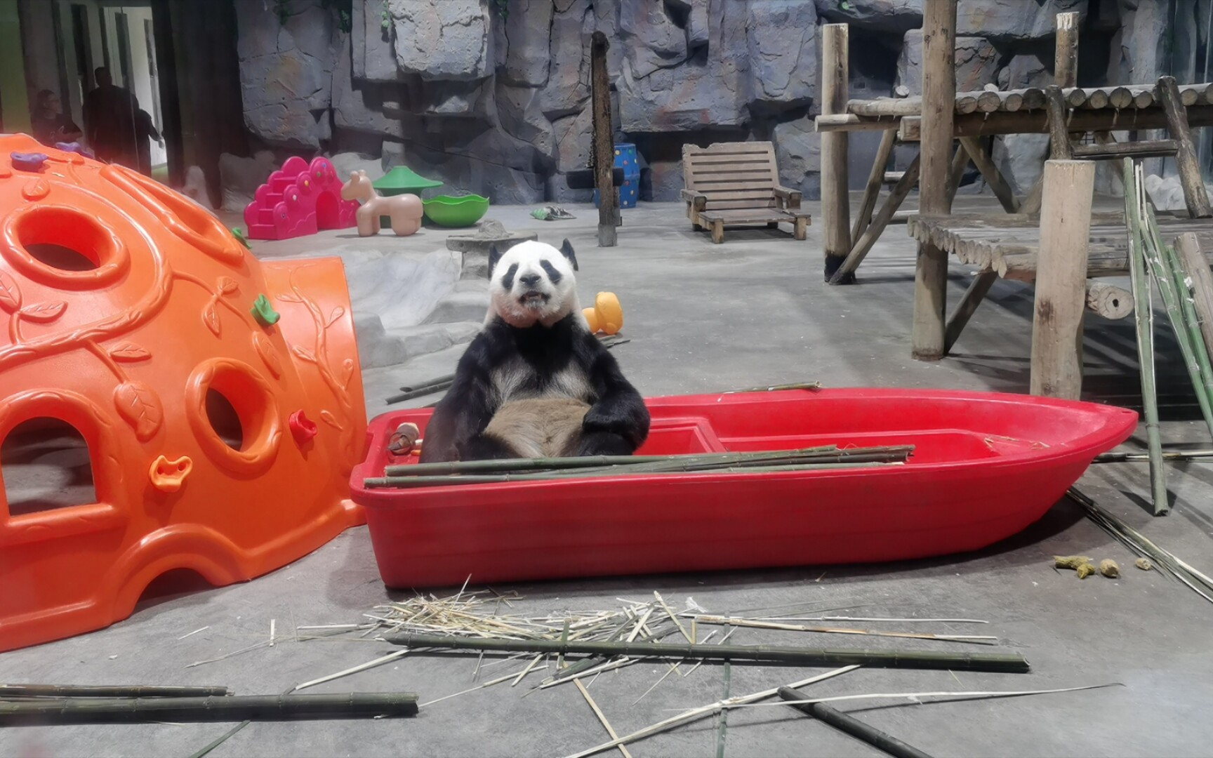 大熊猫迈迈,吃播营业中