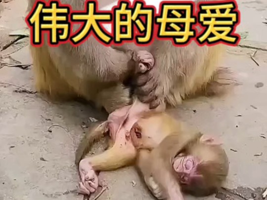 猴妈妈对小猴子满满的母爱,动物界的母爱也同样伟大哔哩哔哩bilibili